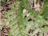 Microlepia marginata