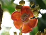Couroupita guianensis