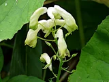 Aconitum iinumae