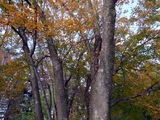 Japanese bird cherry