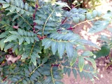 Japanese pepper