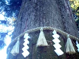 Sugi