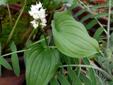 舞鹤草