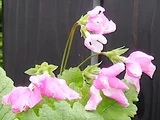 Primrose 'Sasanaki'