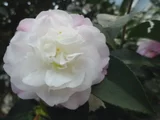 山茶花 "宵待"