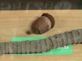 オキナワウラジロガシ