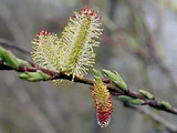 Pussy willow