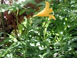 Day lily
