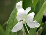White ginger lily