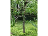 ハナモモ