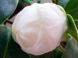 椿 さつま
