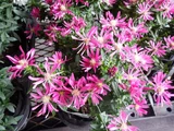 Symphyotrichum novi-belgii
