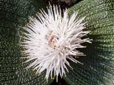 Massonia longipes