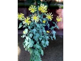 HIgo chrysanthemum