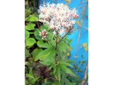 フジバカマ