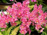 Odontoglossum