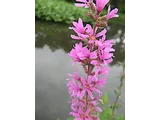 Lythrum salicaria