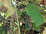 Vitis coignetiae