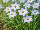 花韭