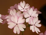 Primrose 'Sasanaki'