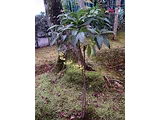 Ardisia crenata