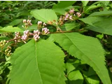Callicarpa japonica