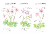 芸香