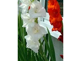 Gudiolus