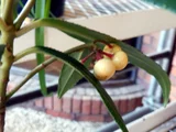 Ardisia japonica
