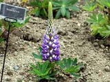 Lupinus polyphyllus