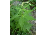 Veronicastrum sibiricum