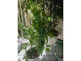 日本青紫苏