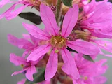 Lythrum salicaria