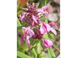 Pedicularis japonica