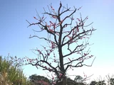 梅 銀紅台阁