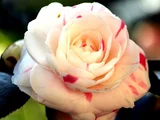 山茶花 絞乙女