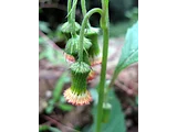 野茼蒿