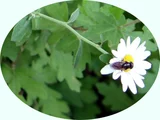 竜脳菊