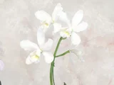 カトレア マリサベル デラス カサス