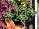 Coleus