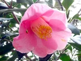 Camellia 'Juro-an'