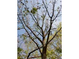 Aesculus turbinata