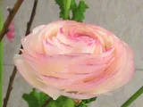Persian buttercup