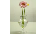 Gerbera