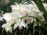 大花蕙蘭 '甜蜜旋律'