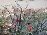 Euonymus hamiltonianus