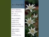 エーデルワイス