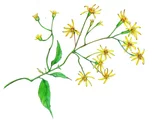Senecio scandens