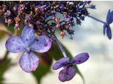 山紫陽花 '甘茶'