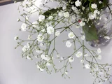 Gypsophila